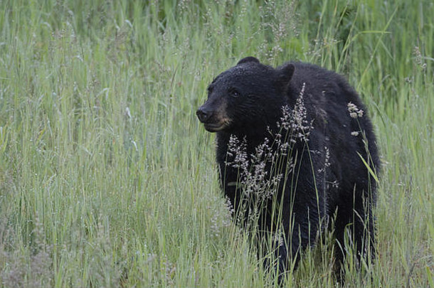 一只年轻的黑熊正在吃草当早餐。