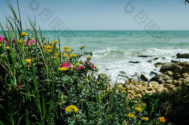 夏季葡萄牙阿尔布费拉附近海滩的悬崖和沙丘景观，以及当地植被、花卉和植物