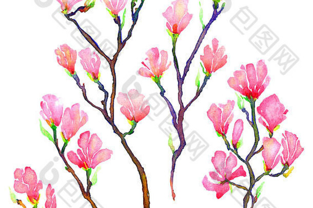 粉色木兰枝，独立设置，手绘水彩插图
