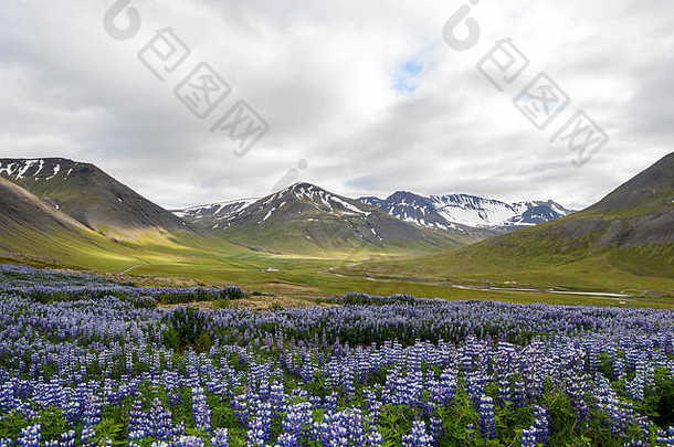 冰岛西部山谷中盛开的紫色羽扇豆田