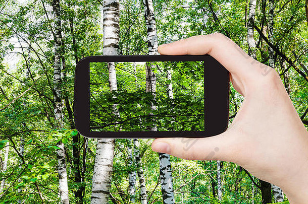 旅行概念<strong>旅游照片</strong>桦木树绿色森林夏天一天智能手机莫斯科俄罗斯