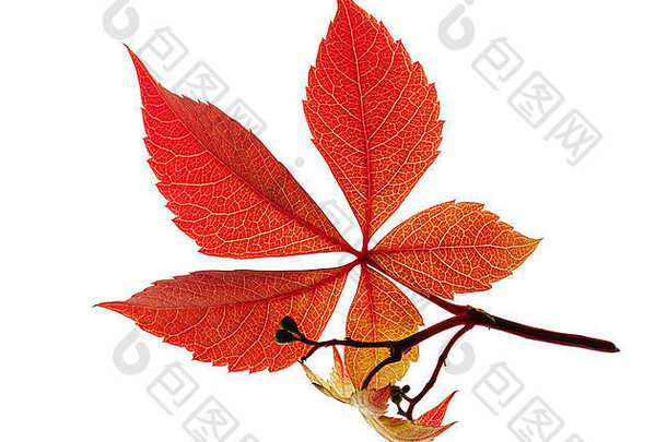 白色背景下的单个秋天落叶。白色背景下的图形图像用于剪切。