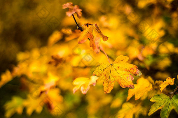 英国牛津，一片广受欢迎的林地景观中明亮的秋天田野枫树叶子