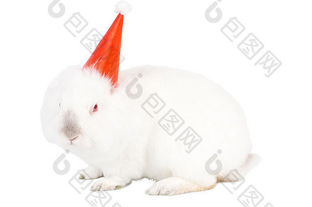 节日可爱的白色兔子色彩鲜艳的红色的聚会，派对他庆祝生日复活节圣诞节一年孤立的白色