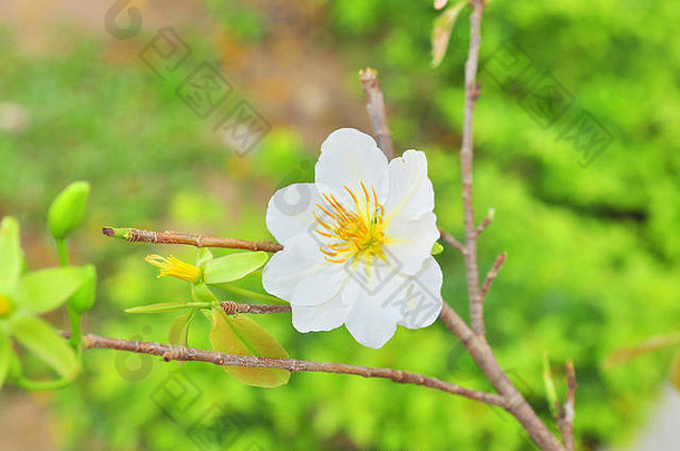 白杏在春天开花