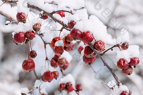 红色的蟹<strong>苹果</strong>分支重雪冬天