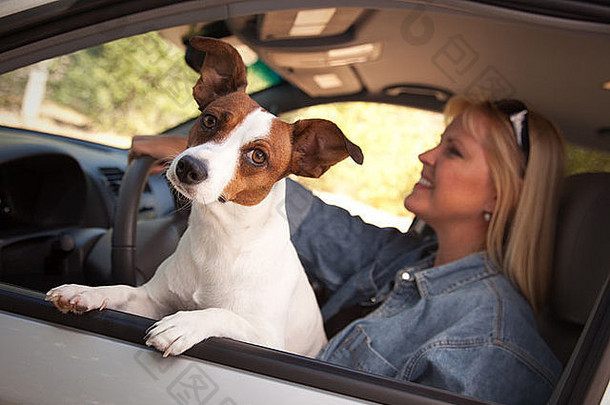杰克·罗素猎犬享受汽车之旅。