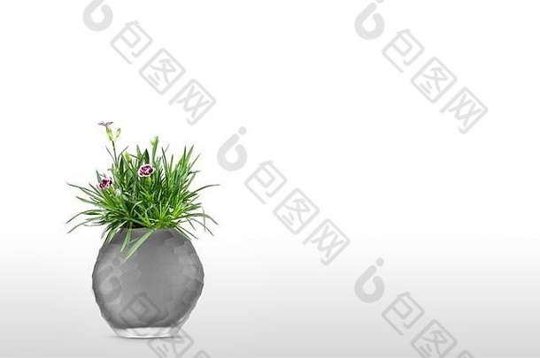 花盆（花瓶）中美丽的滇石竹花（中国粉色），白色背景隔离