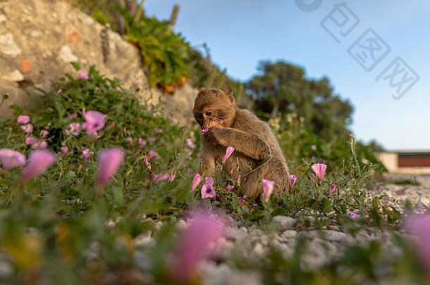 短尾猿猴子直布罗陀自然储备日落