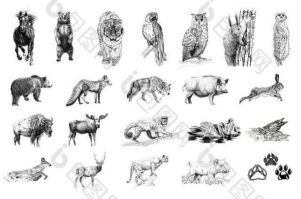 一套许多动物和脚印，手绘插图（原件，无痕迹）