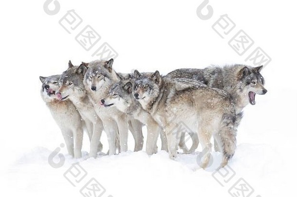 在加拿大的雪地里，被隔离在白色背景上的森林狼或灰狼犬类狼疮