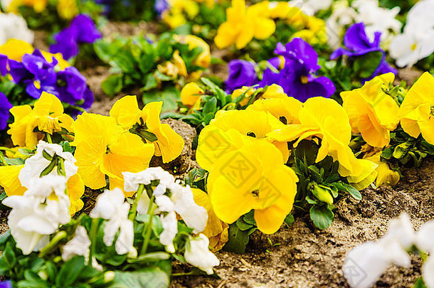 盛开的三色堇和三色堇花的宏观特写。<strong>缤纷色彩</strong>浑浊的春天自然细节。