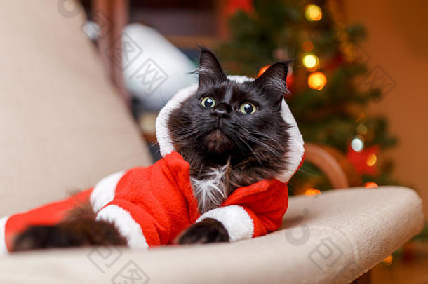 照片一年的猫圣诞老人的服装