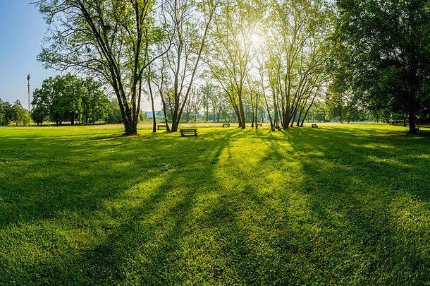 阳光明媚的夏天公园树绿色草