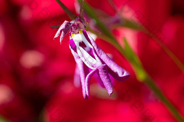 红色天竺葵前的Dryig半边莲形成了色彩和形状的鲜明形象