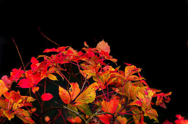 叶子树秋天颜色阳光照射的生动的红色的黄金颜色野生自然黑色的背景
