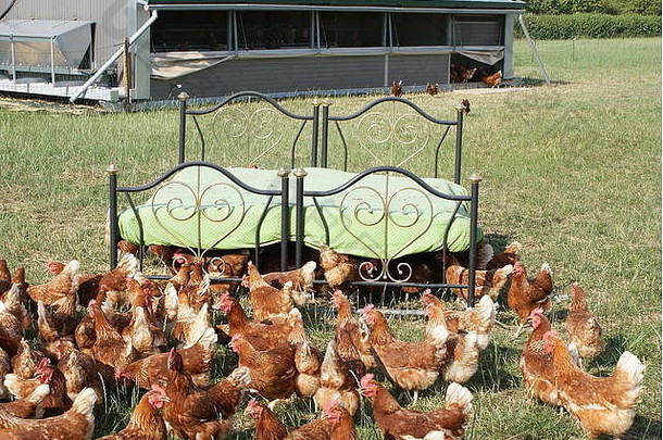 为快乐的小鸡们准备了一张漂亮的双人床