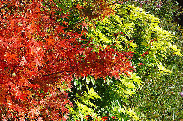 树叶对比效果：掌叶槭和半夏秋色秋色秋色