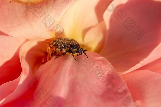 粉红玫瑰花瓣中的花甲虫