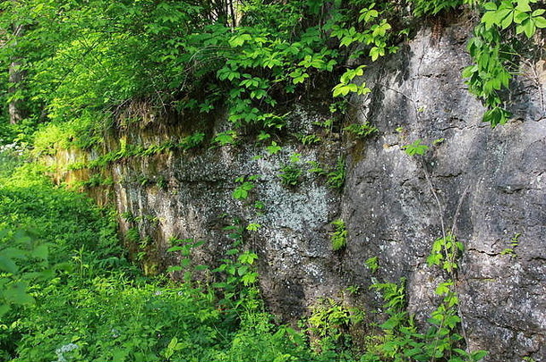 自然春天悬崖墙风景白色松树状态公园莫里斯伊利诺斯州