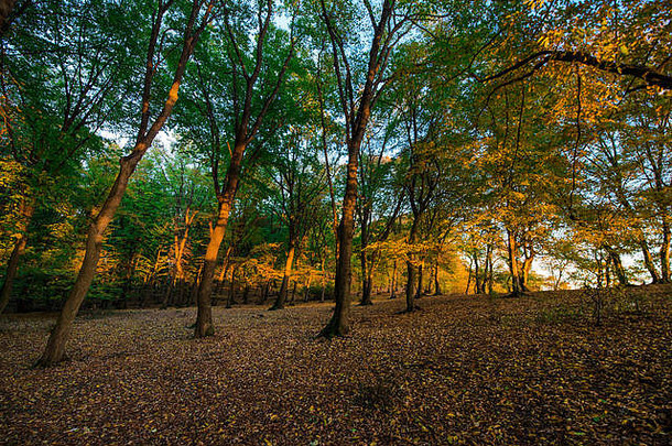 秋天，一片五颜六色的森林，落满了黄色、红色和橙色的叶子。四季更替。在黑暗阴森的杜林树林里进行平静放松的徒步旅行