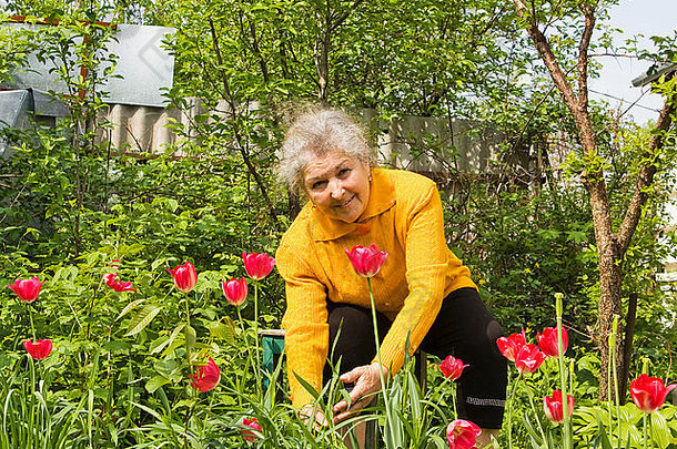 老太太在花坛附近种植红色郁金香。