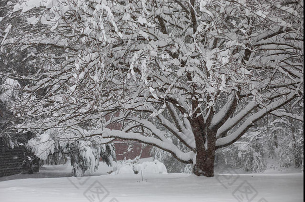 冬季风暴迭戈在这棵樱桃树上下了18英寸的雪。