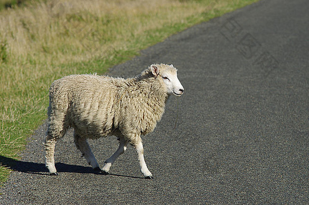 新西兰南岛里弗顿，绵羊<strong>横穿马路</strong>