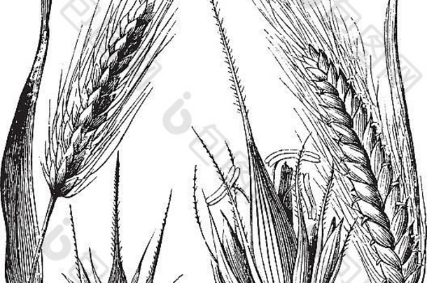 普通大麦或普通大麦，大麦铰链或二裂大麦，年份雕刻插图。特罗塞特百科全书（1886年）