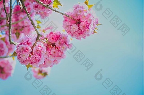 春天，一棵日本樱桃树的枝条在蓝天的映衬下，留有空间