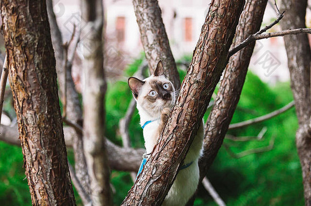 猫爬树。猫在树上捕食。可爱的猫画像留在树枝上。纯种无尾短毛猫。湄公河长尾巴坐在树上