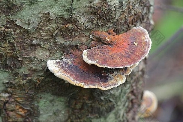 辐射褐孔菌，被称为桤木支架真菌，来自芬兰的野生多孔菌