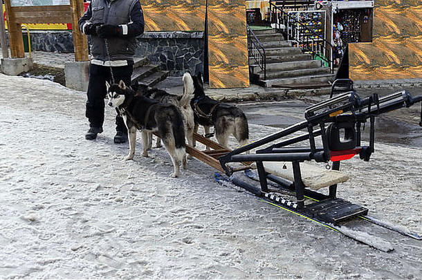 保加利亚博罗维茨度假村，一队准备拉狗拉雪橇的狗