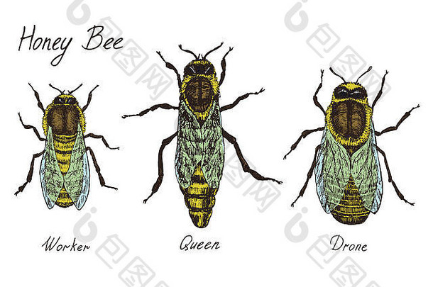 蜂蜜蜜蜂典型的种姓标本工人女王无人机高质量古董刻颜色插图风格手画涂鸦草图