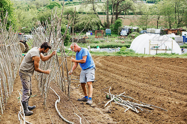 两名男子在一个菜园里工作，他们将豌豆棒作为植物支架进行分类和捆扎。