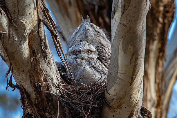 茶色蟆口鸱小鸡巢波达格斯纹状体澳大利亚