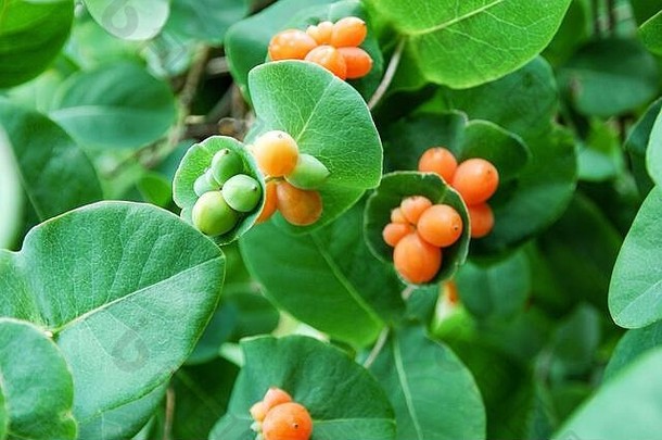 橙色装饰忍冬属植物浆果绿色植物