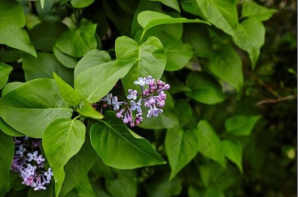 美丽的淡紫色开花开花淡紫色树新鲜的春天背景自然在户外软焦点图像开花花春天时间