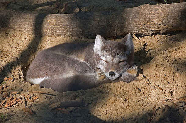 睡觉北极狐狸
