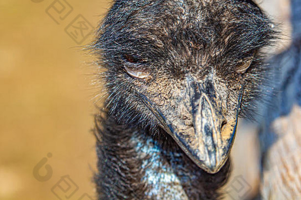 近距离观察emu的正面。这只鸟的嘴和脸很脏，在觅食t