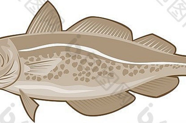 插图大西洋鳕鱼复古的风格