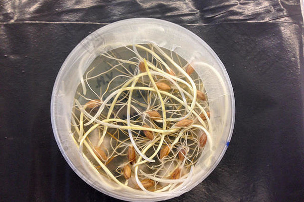 在皮氏培养皿中无菌萌发的植株