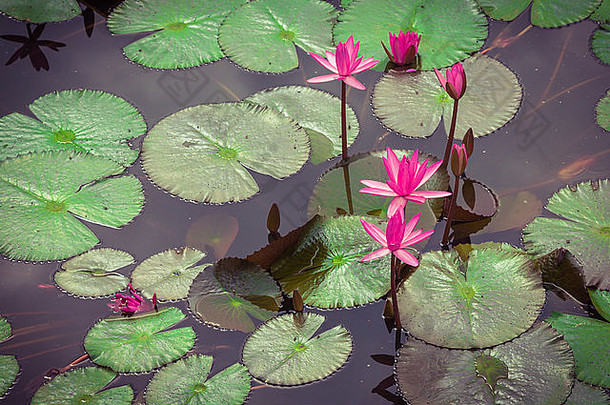 美丽的粉红色的睡莲莲花花池塘
