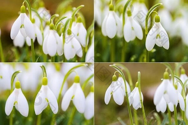 集合图片新鲜的常见的雪花莲雪花属Nivalis盛开的阳光明媚的一天野生花场
