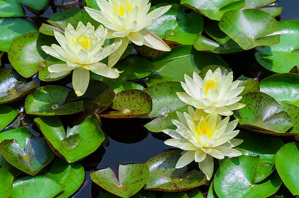 水白色睡莲属阿尔芭莉莉浮动莲花花池塘