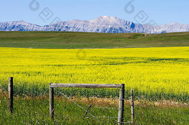 在加拿大阿尔伯塔省，牛仔小道上的伦德布雷克附近，黄色油菜花盛开，背景是加拿大落基山脉。