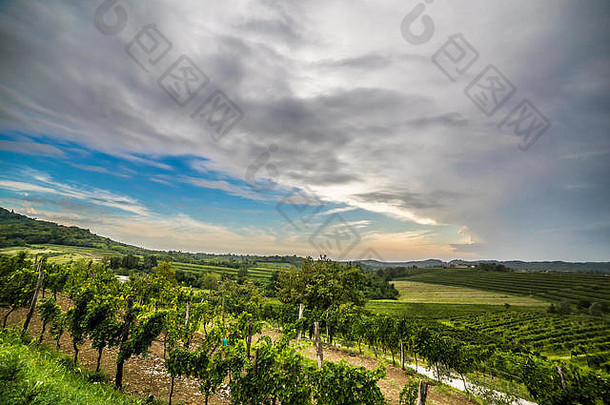 在一个风雨交加的夏日，意大利乡村的葡萄种植