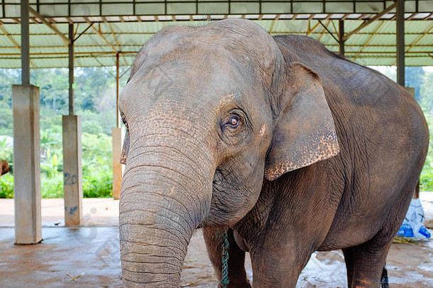 泰国清迈被解救的大象