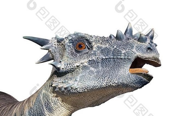 白色背景上一种名为stygimoloch的赫伯维尔恐龙的肖像。战斗，头上有盔甲的动物。