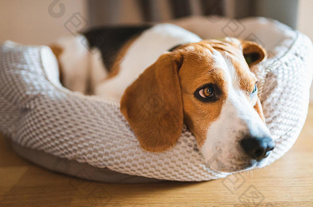 小猎犬躺在狗床上，看起来很悲伤